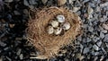 Five quail eggs that are in the nest above the gravel Royalty Free Stock Photo