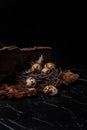 five quail eggs in a nest of branches Royalty Free Stock Photo