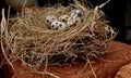 Five quail eggs in the nest on a brick, dark background Royalty Free Stock Photo