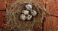 Five quail eggs in the nest on a brick Royalty Free Stock Photo