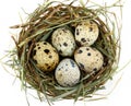 Five quail eggs in the nest, close up