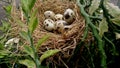 Five quail eggs on the nest, there is a damaged eggshell texture Royalty Free Stock Photo