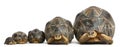 Five Radiated tortoises, Astrochelys radiata