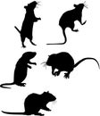 Five rat silhouettes Royalty Free Stock Photo