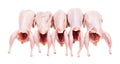 Five raw plucked and gutted quails isolated Royalty Free Stock Photo