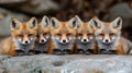 Five red fox kits on rock, forest background, wildlife photography Royalty Free Stock Photo