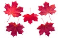 Five red maple leaves isolated Royalty Free Stock Photo