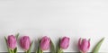 Five red and pink tulips on a white background copy the space. flowers and place for text Royalty Free Stock Photo