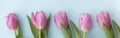 Five red and pink tulips on a white background copy the space. flowers and place for text Royalty Free Stock Photo