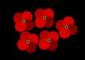 Five red poppy flowers on black background