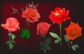 Five red rose flowers on dark background