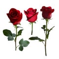 Five red roses on a long stem with green leaves in different angles on a white background.