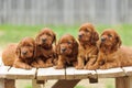 Five red setter puppies lie on wooden table