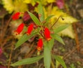 Red Small Flower in the Woods Royalty Free Stock Photo