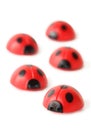 Five red small ladybugs are crawling isolated