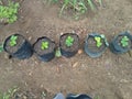 five red stem strawberry seedlings are starting to grow at the Repok Alami plantation