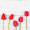 Five red Tulip flowers on a white wooden background close-up, top view. Royalty Free Stock Photo