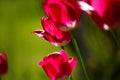 Five red tulips close up with a bug on a lief Royalty Free Stock Photo