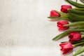 Five red tulips in a row on a gray background. space for text and copy