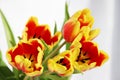 five red tulips with yellow stripes on a white background. Royalty Free Stock Photo