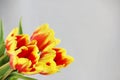 five red tulips with yellow stripes on a white background. Royalty Free Stock Photo