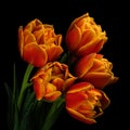 Five red-yellow blooming tulips with green stem and leaves isolated on black background. Studio close-up shot. Royalty Free Stock Photo