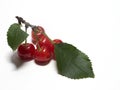 Five ripe cherry fruit closeup isolated on a white background Royalty Free Stock Photo