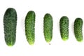 Five ripe cucumber