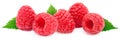 Five ripe raspberries isolated Royalty Free Stock Photo