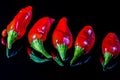 Five ripe red chili peppers isolated on a black reflecting background Royalty Free Stock Photo