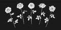 Five rose flowers in engraving style with leaves and stems on dark background. Decorative vector elements for memorial service, Royalty Free Stock Photo