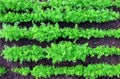 Five rows of green carrot tops growing in straight lines in a vegetable patch