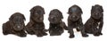 Five Russian Black Terrier puppies Royalty Free Stock Photo