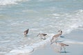 Five sandpipers feeding at the waters edge Royalty Free Stock Photo