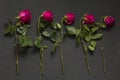 Five scarlet red purple beautiful sluggish and wilted roses lie in a row one after another on a black modern background. The