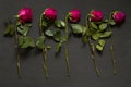 Five scarlet red purple beautiful sluggish and wilted roses lie in a row one after another on a black modern background. The