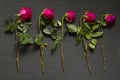 Five scarlet red purple beautiful sluggish and wilted roses lie in a row one after another on a black modern background. The