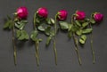 Five scarlet red purple beautiful sluggish and wilted roses lie in a row one after another on a black modern background. The