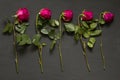 Five scarlet red purple beautiful sluggish and wilted roses lie in a row one after another on a black modern background. The