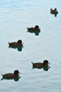 Five Scaup ducks fading into the distance