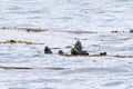 five sea otters floating in water staring at camera in north western united states