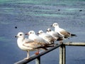 Five seagulls at Bain des Paquis, Geneva. Royalty Free Stock Photo