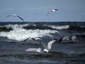 Five seagulls fly over the sea waves, hunting fish Royalty Free Stock Photo