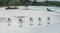 Five seagulls line up on white sand tropical beach