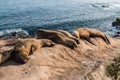 Five Seals on a Cliff in La Jolla, California Royalty Free Stock Photo