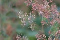 Five-seeded plume-poppy Macleaya cordata close-up inflorescence Royalty Free Stock Photo