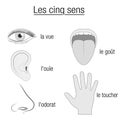 Five Senses French Names Sensory Organs Chart Royalty Free Stock Photo