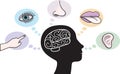 Five Senses and Human Brain Illustration