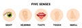 Five senses poster. Vector illustration. Sense organs. Royalty Free Stock Photo