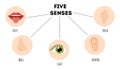 Five senses poster. Vector illustration. Sense organs. Royalty Free Stock Photo